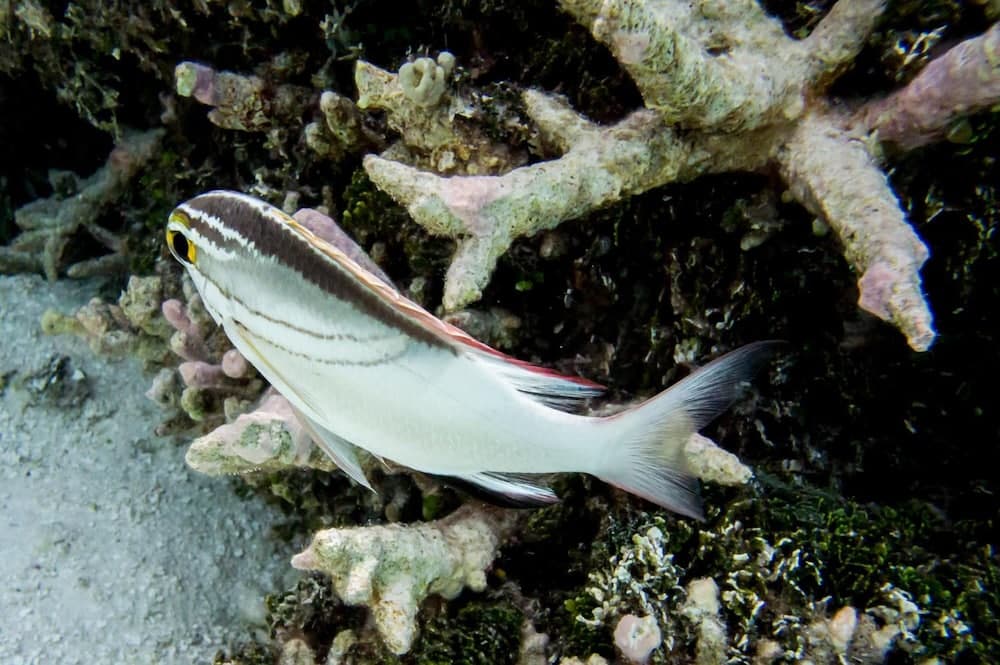 Detour Beach View - View 44