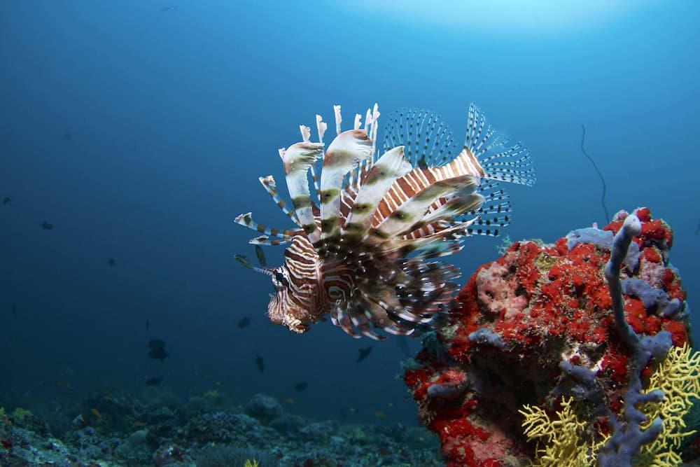 Biyadhoo Island Resort - View 15