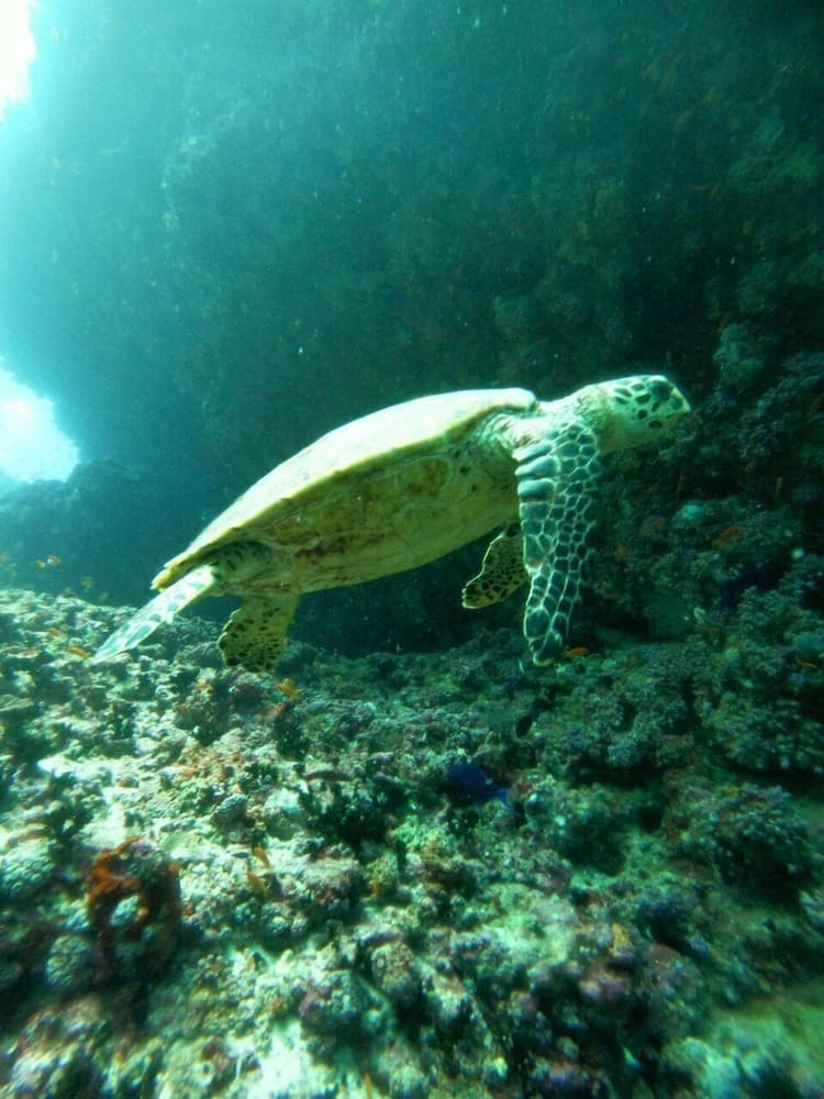 Ruka Maldives - View 18