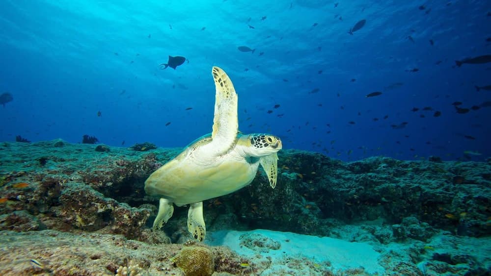 South Ari Inn - View 47