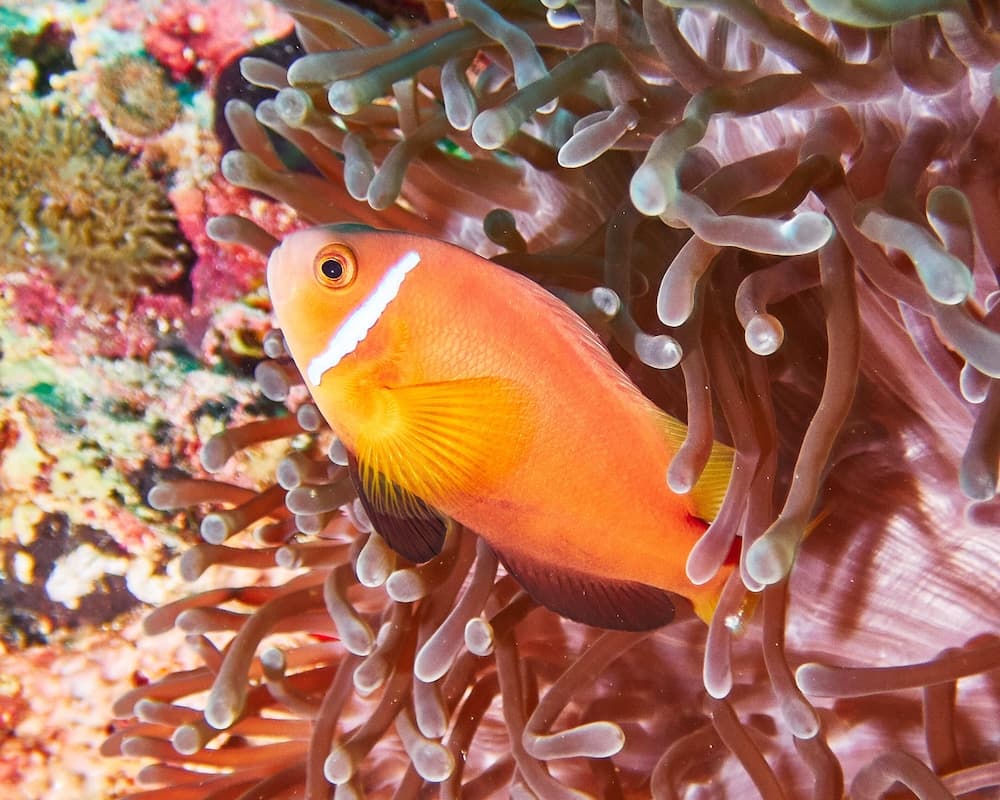 Drift Thelu Veliga Retreat - View 52