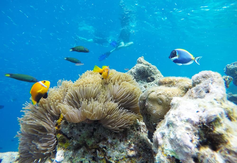 Kaafu Inn Guraidhoo - View 9