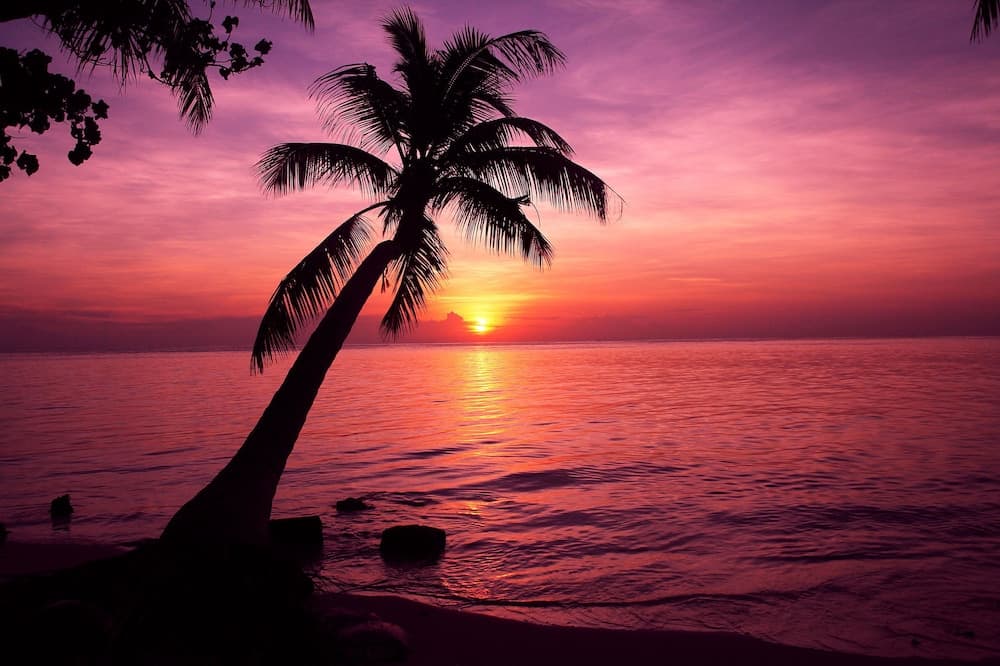 Tropic Tree Hotel Maldives - View 10