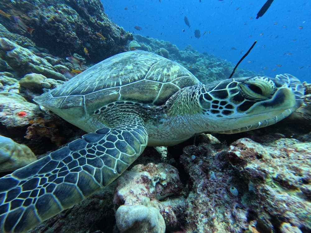 Chak'z 1964 Beach - View 14