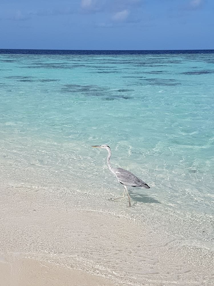 Ocean Beach Maldives - View 60