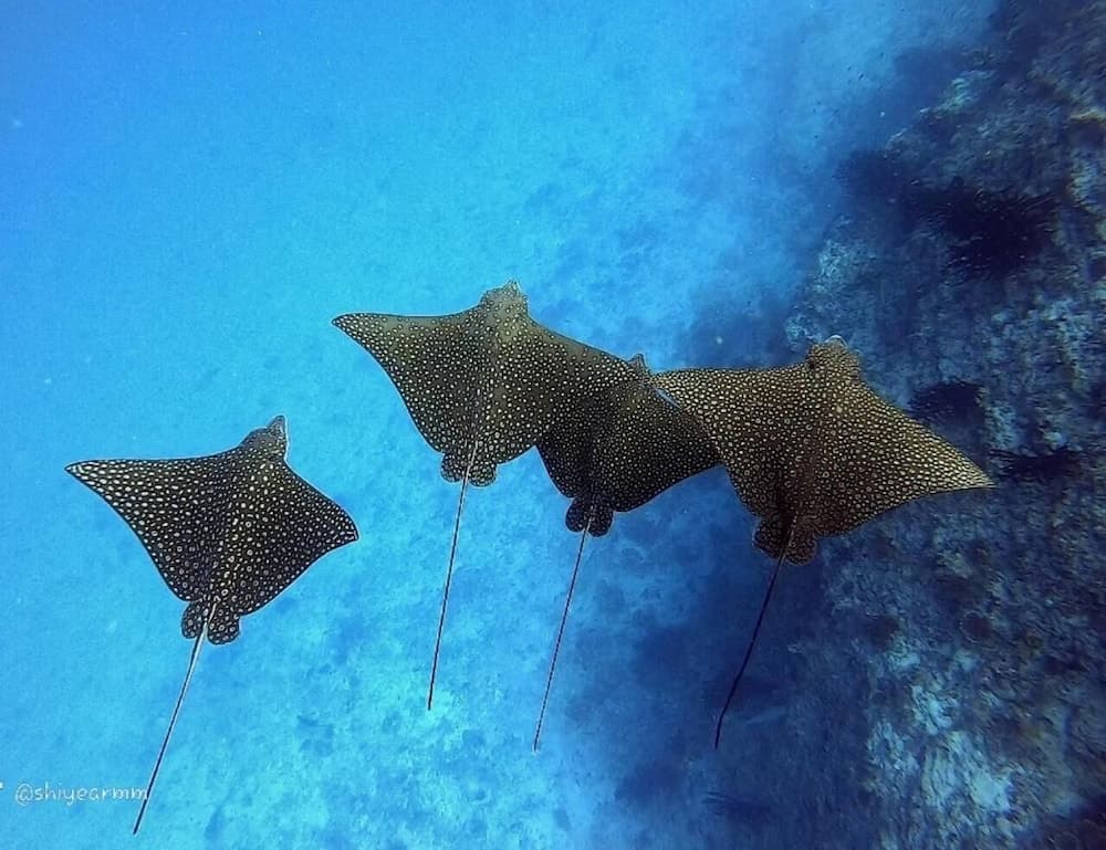 White Sand Dhigurah - View 7