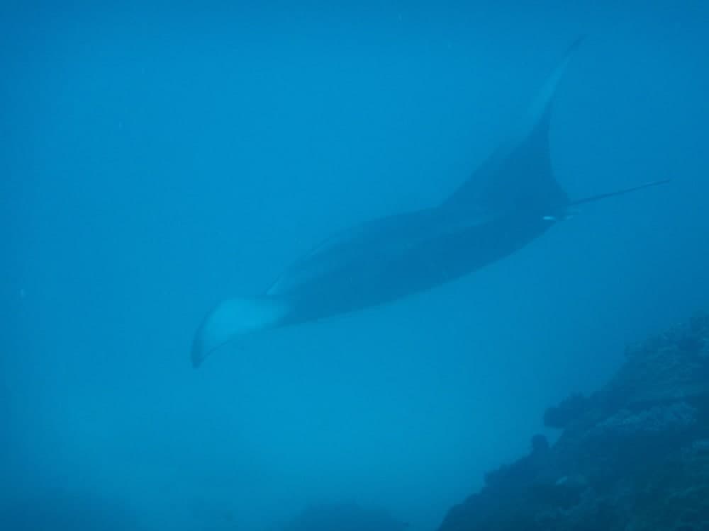 Medhufaru Inn - View 42