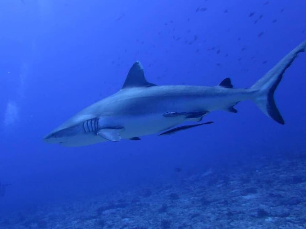 Rasdhoo Holiday Home - View 69