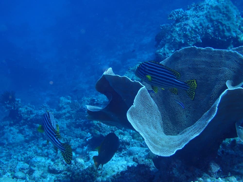 Rasdhoo Holiday Home - View 62