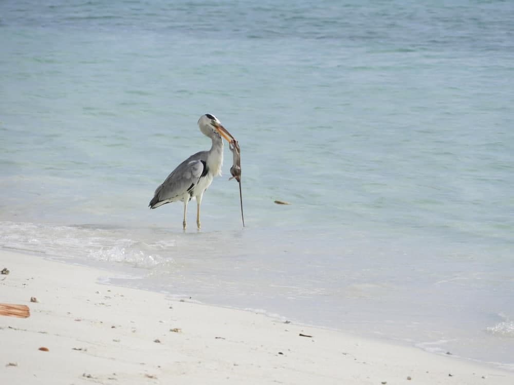 Karaa Village - View 43