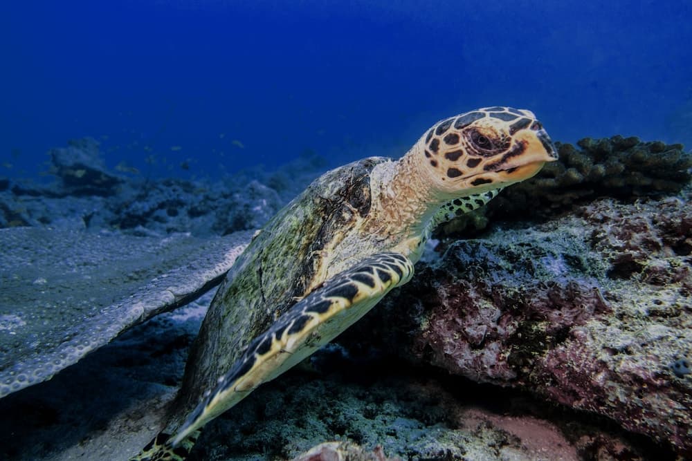 Global Residence - View 23