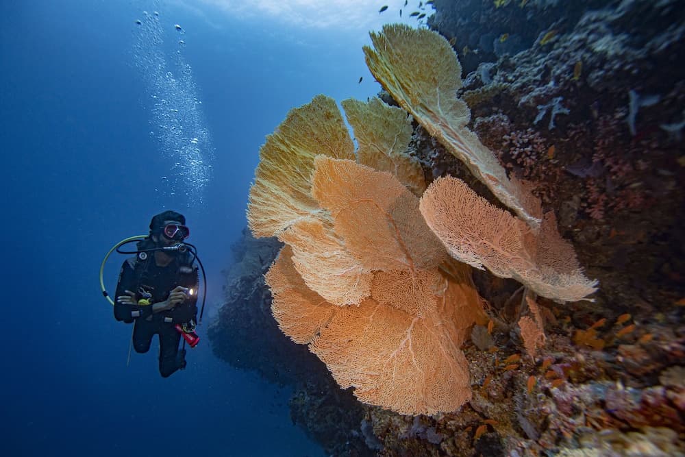 Kuredhivaru Resort & Spa Maldives - View 99