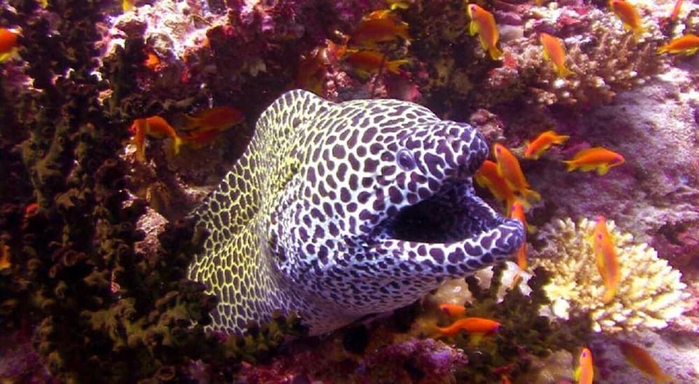 Charming Holiday Lodge - View 28