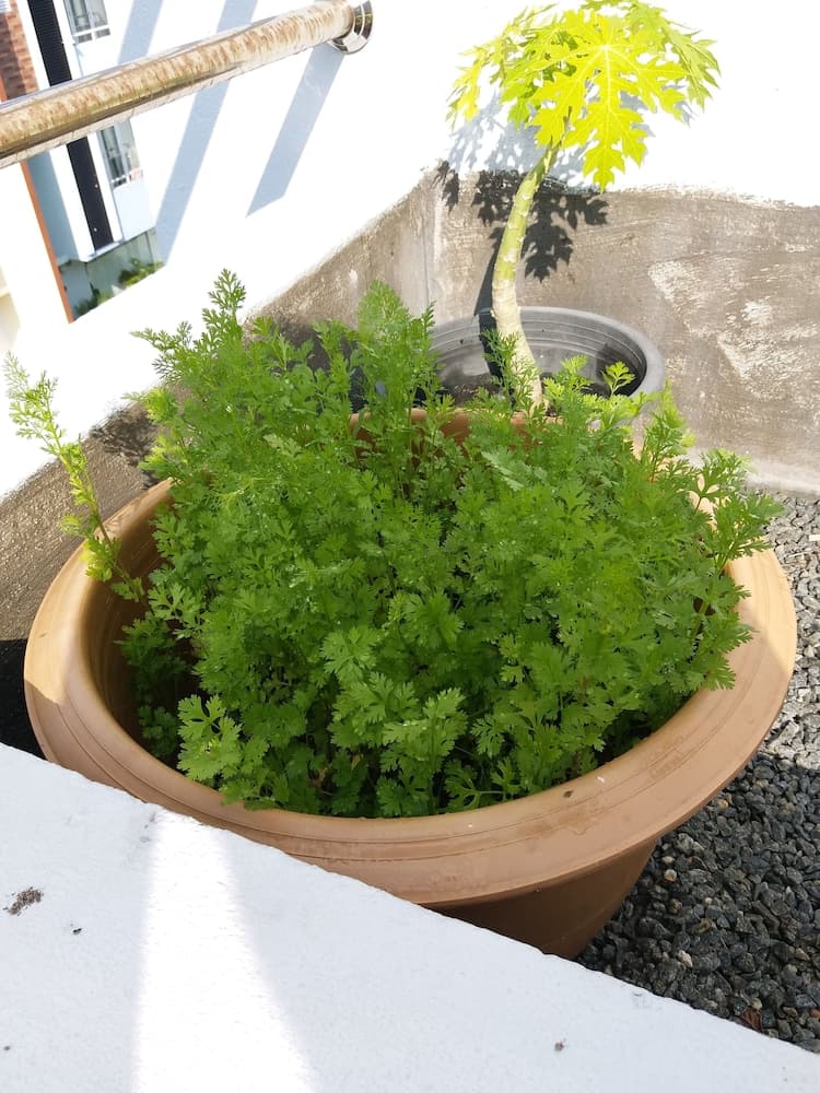 Amber Terrace lot.11125 R-1509 - View 3