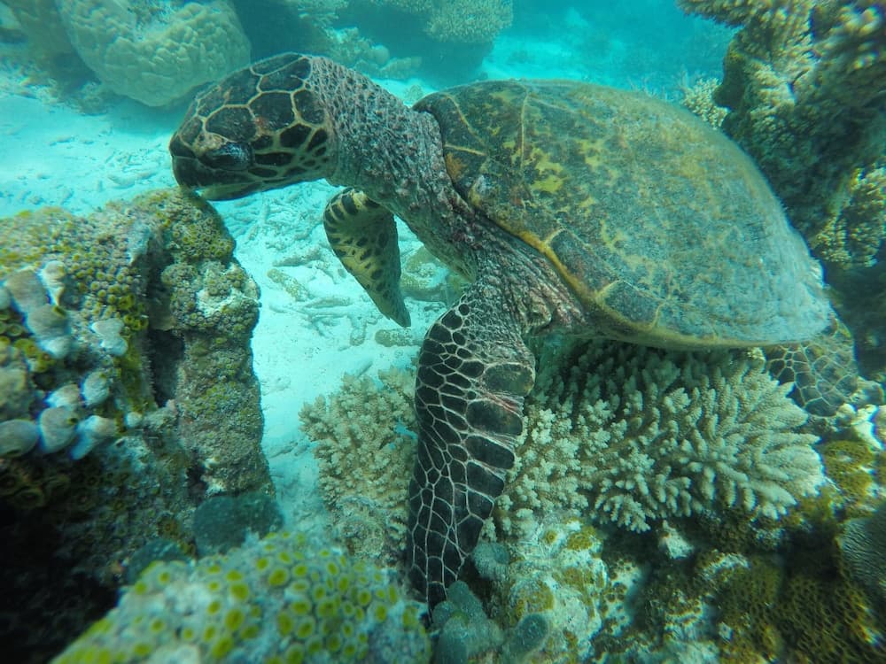 Lily Rest Maldives - View 23