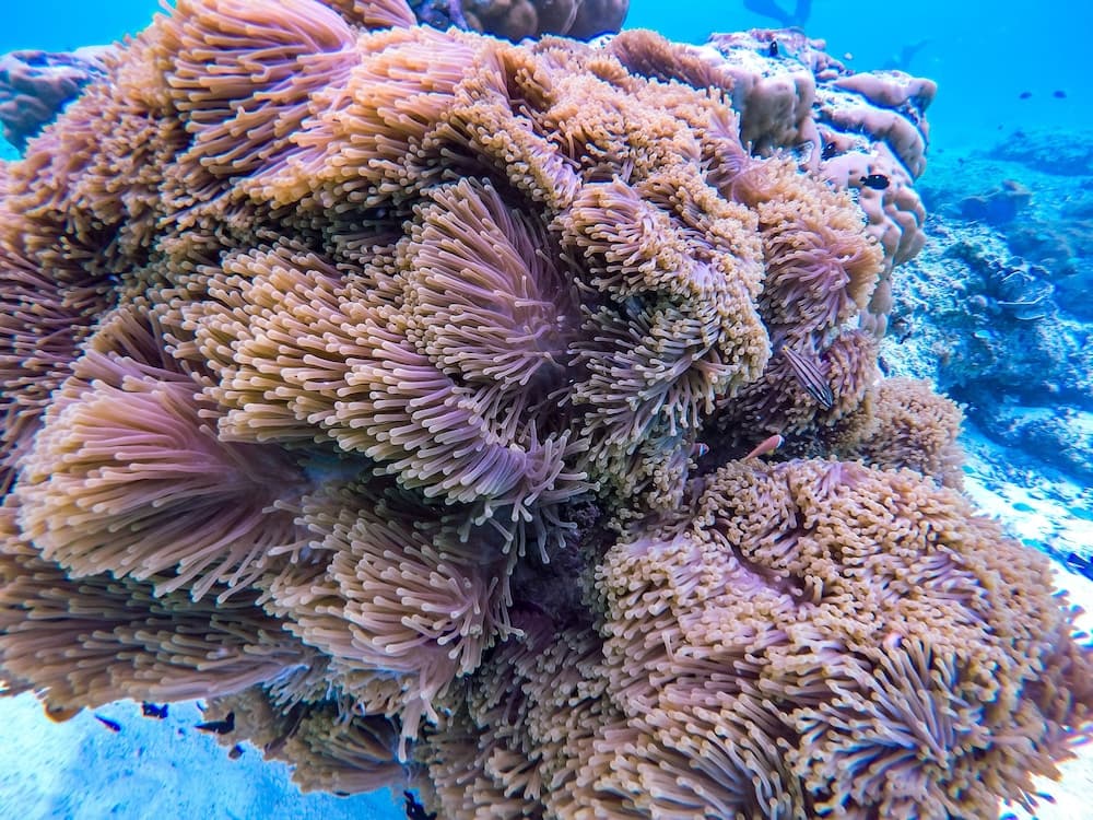 Hide Inn Blue - View 24