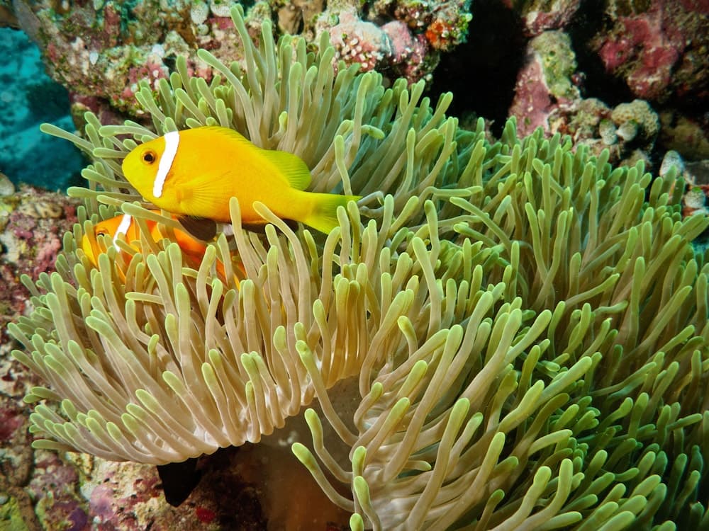 Cornerstay at Dhangethi - View 25