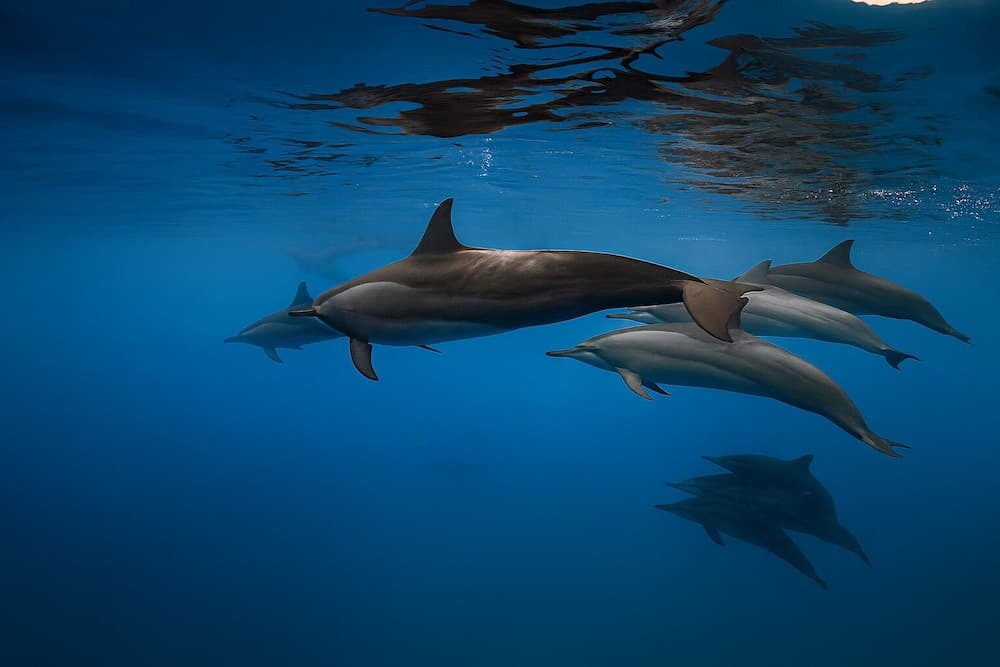 Nest by Hawks Hotels Kamadhoo Baa Atoll - View 12