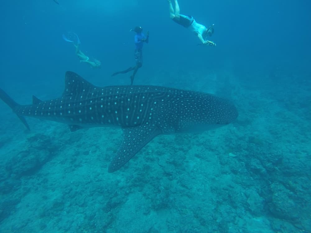 Mala Boutique Inn - View 34