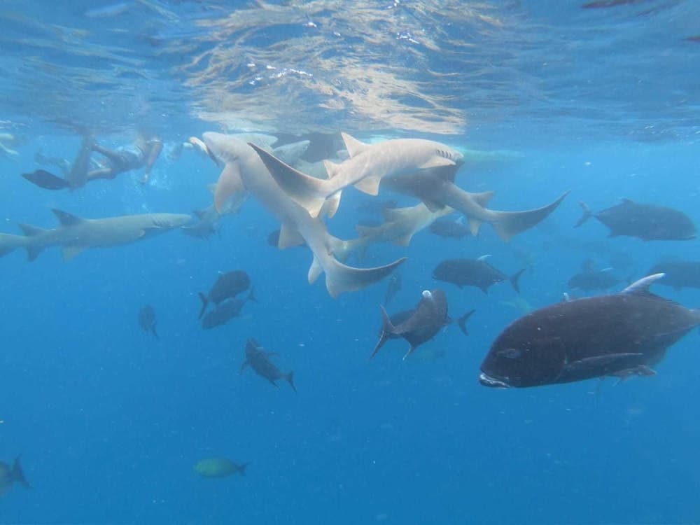 ilaa Beach Maldives - View 27