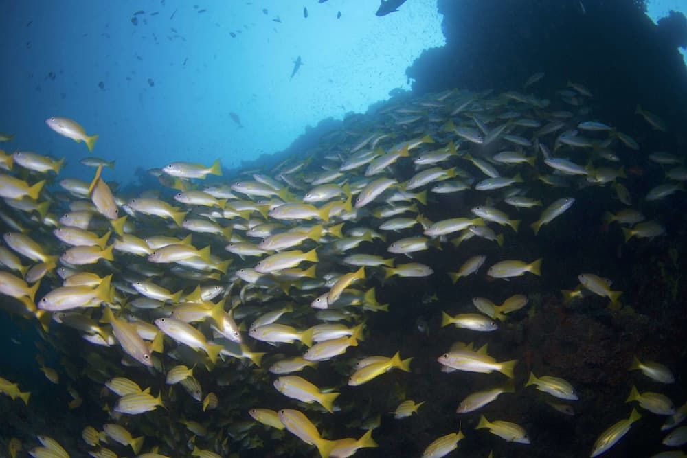 Biyadhoo Island Resort - View 36