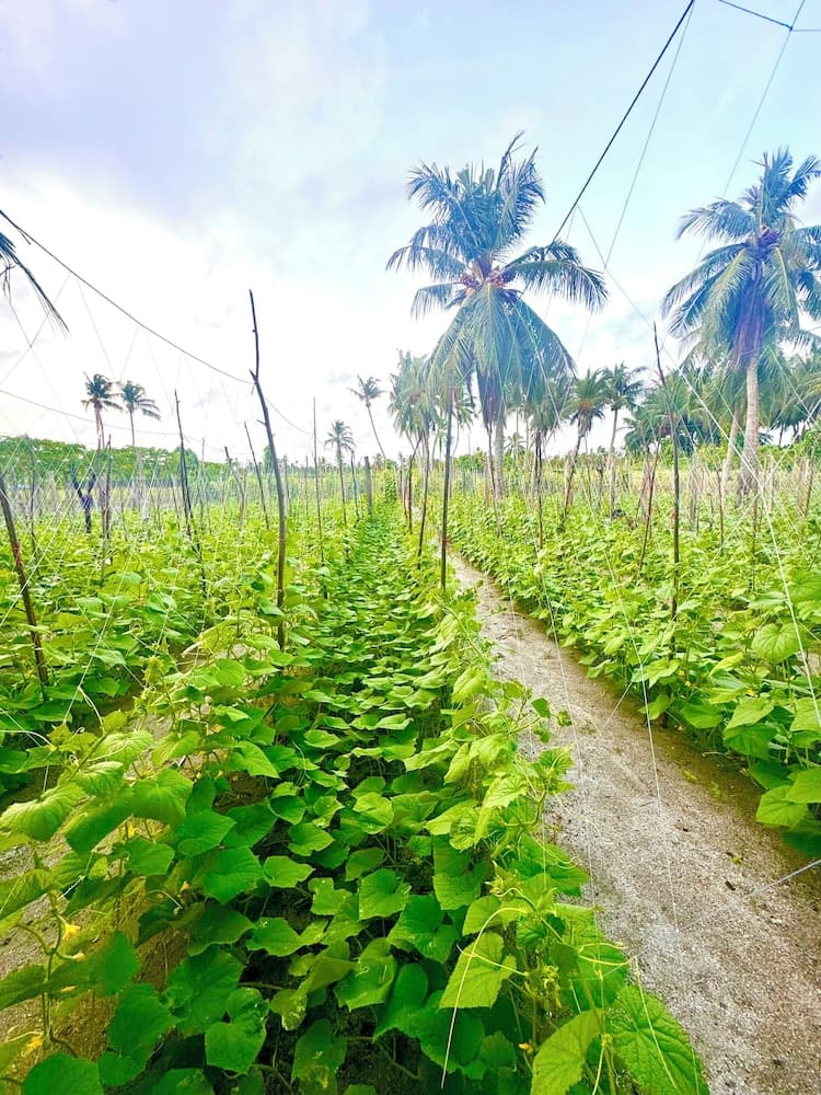 Sands Garden Hotel - View 29