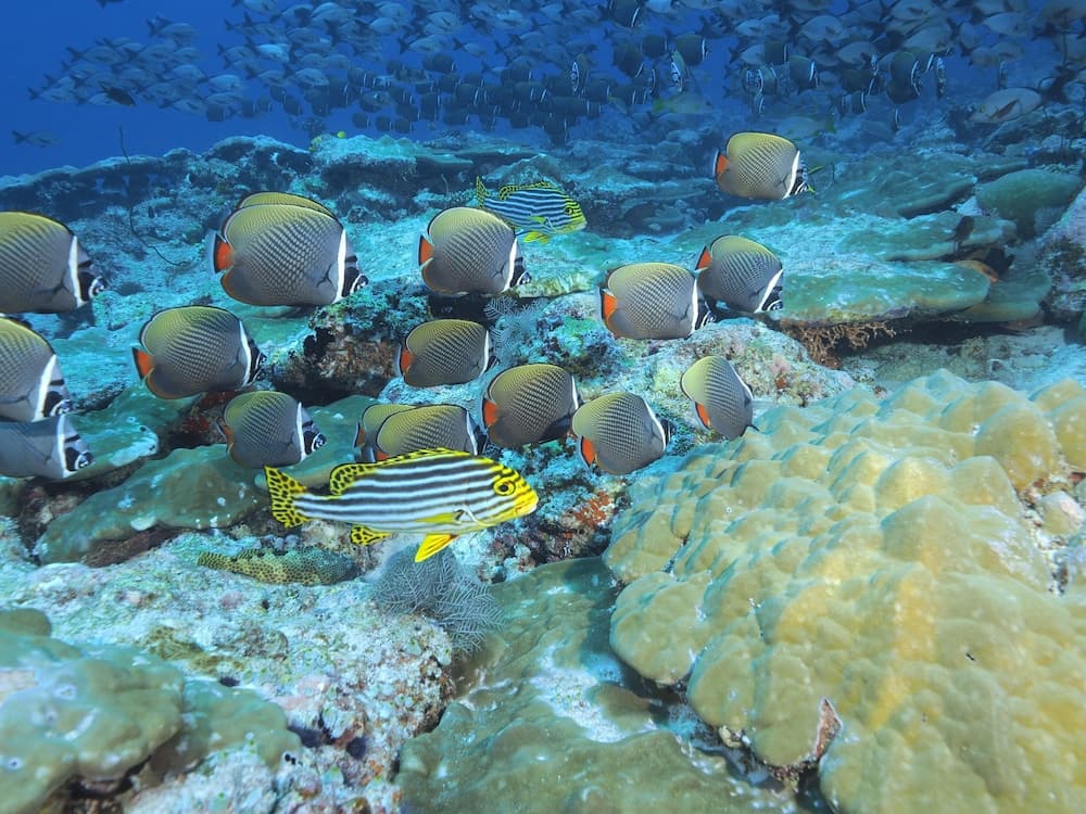 Charming Holiday Lodge - View 17