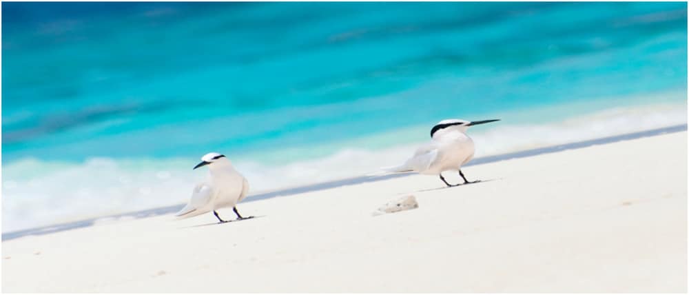 Angaga Island Resort & Spa - View 59