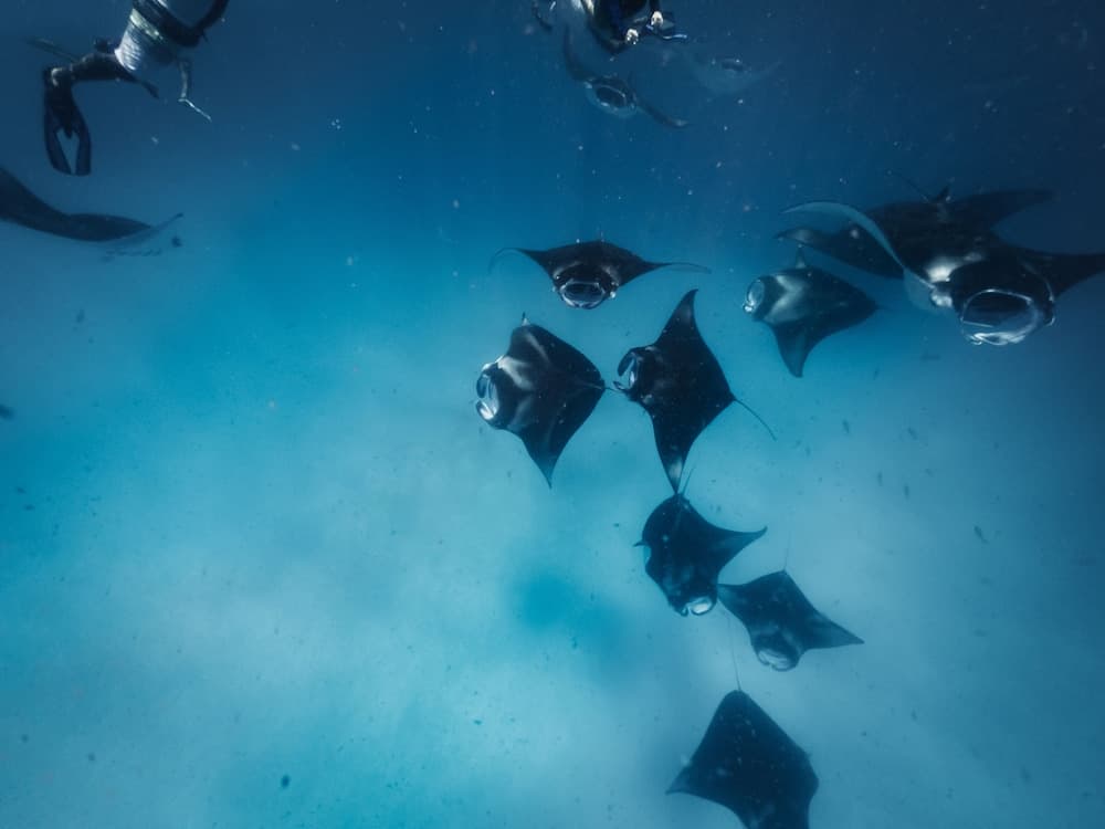 Avani+ Fares Maldives Resort - View 22