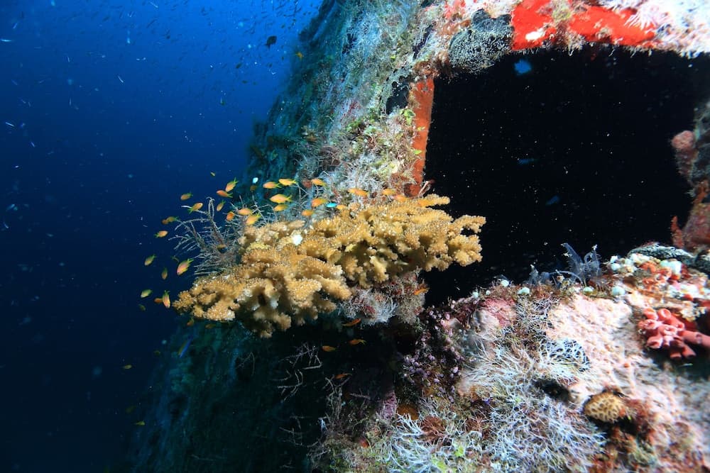 Mirihi Island Resort - View 69