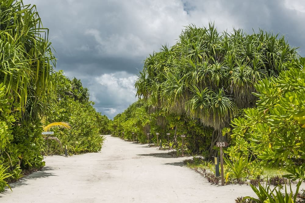 Hondaafushi Island Resort - View 90