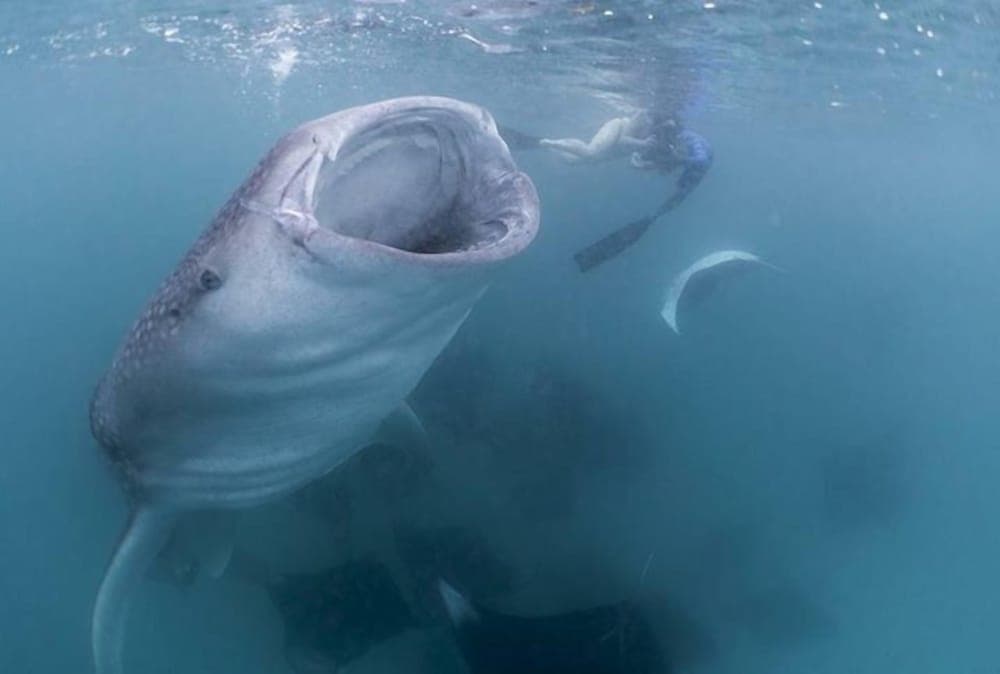 Summer Shade Maldives - View 30