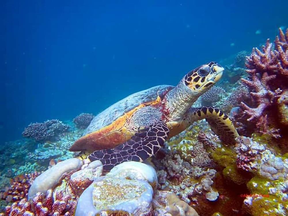 Charming Holiday Lodge - View 27