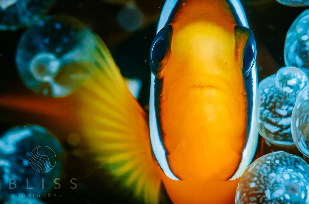 Bliss Dhigurah - View 112