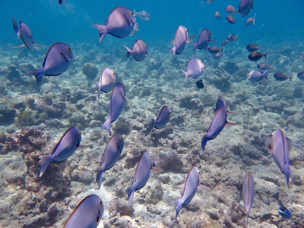 Akasha Beach Maafushi - View 21