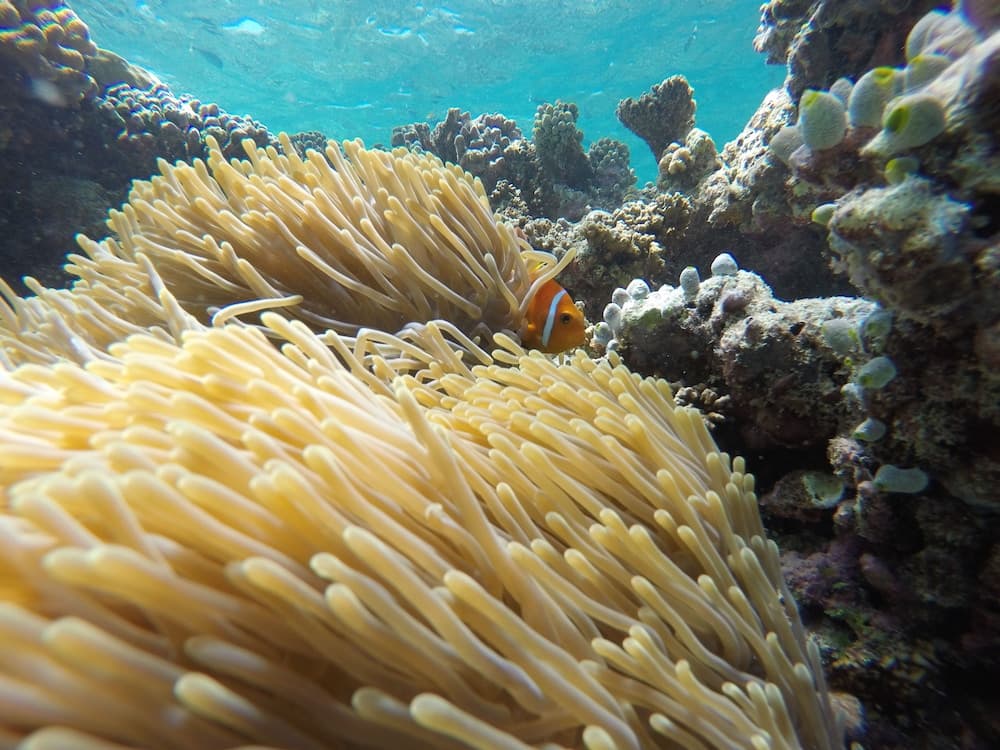 Palm Residence - View 42