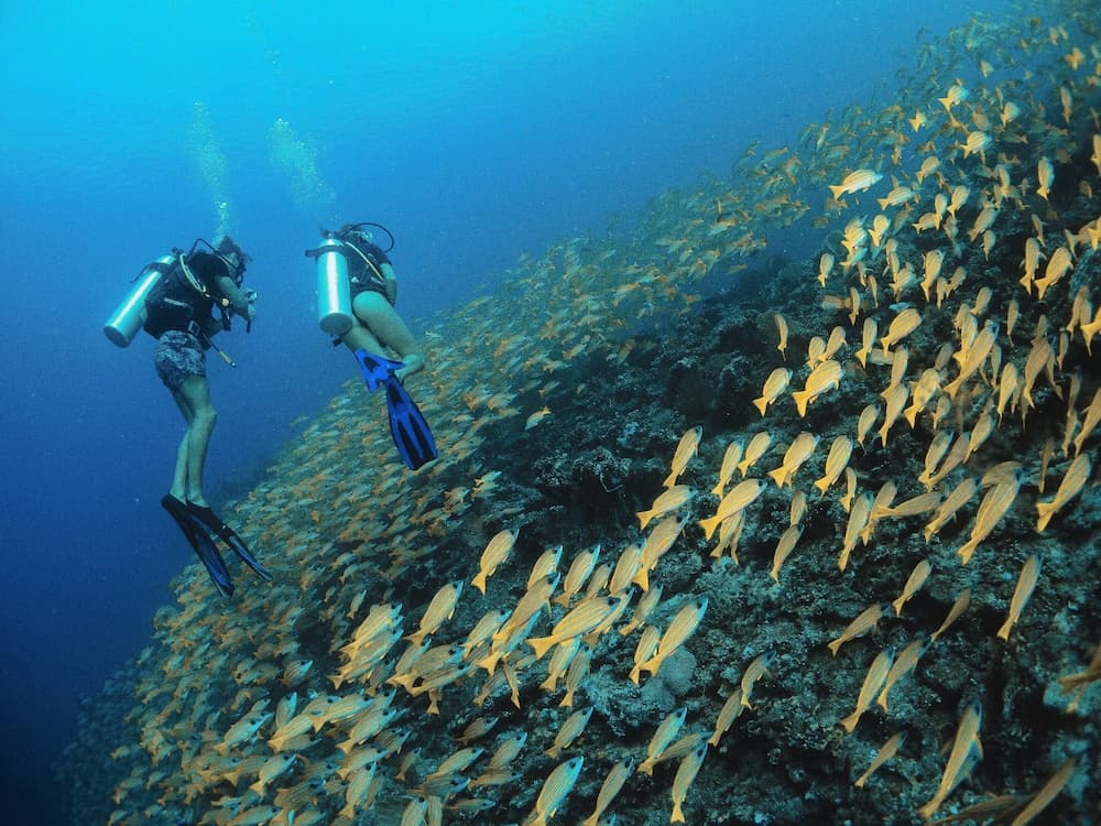 Bliss Dhigurah - View 49