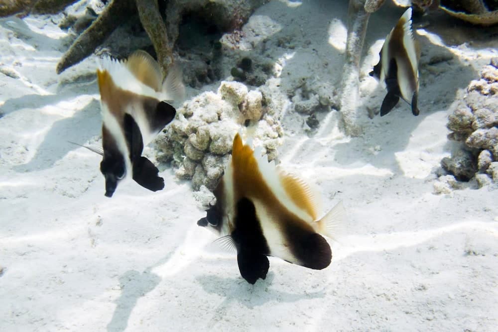 Detour Beach View - View 40