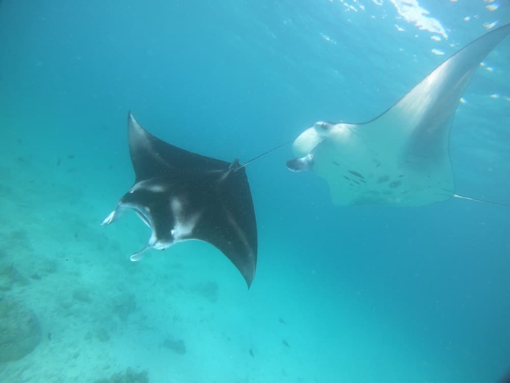 South Ari Dive Center - View 47