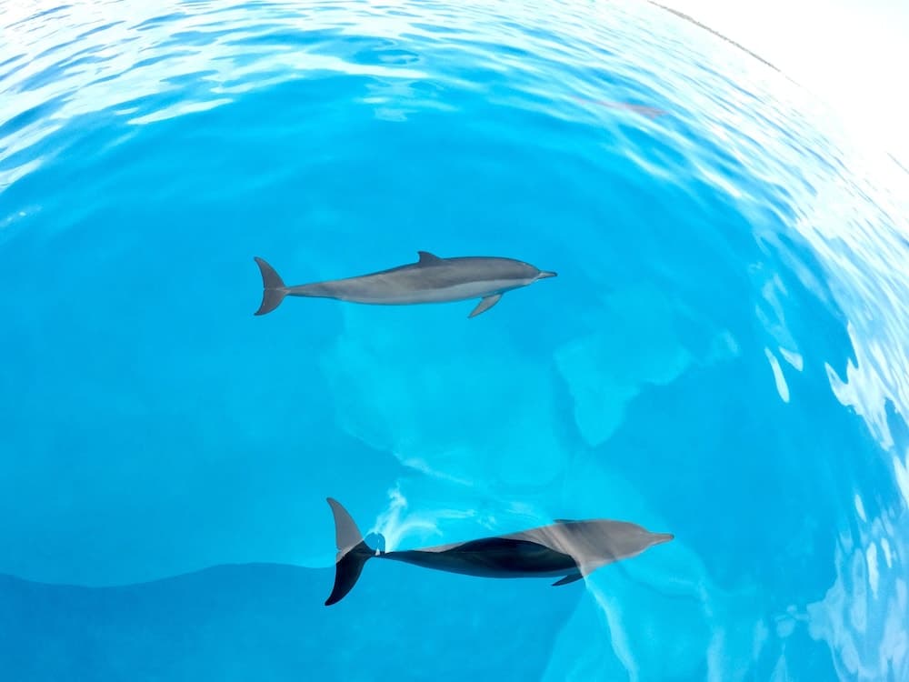 Ithaa Inn Kamadhoo - View 5