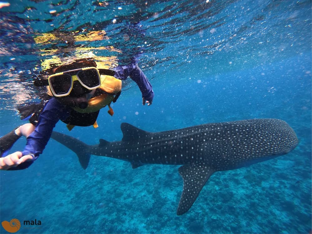 Mala Boutique Inn - View 20