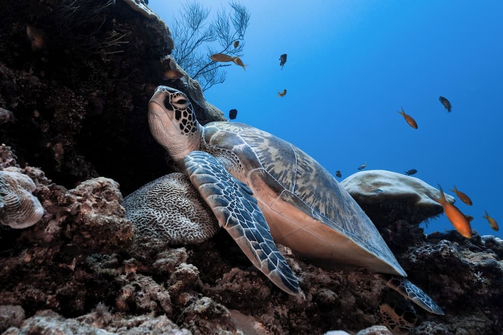 Finolhu, A Seaside Collection Resort, a Member of Design Hotels - View 73