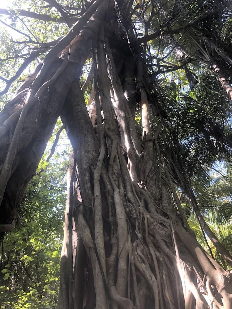 Tropical Sands Kelaa - View 14