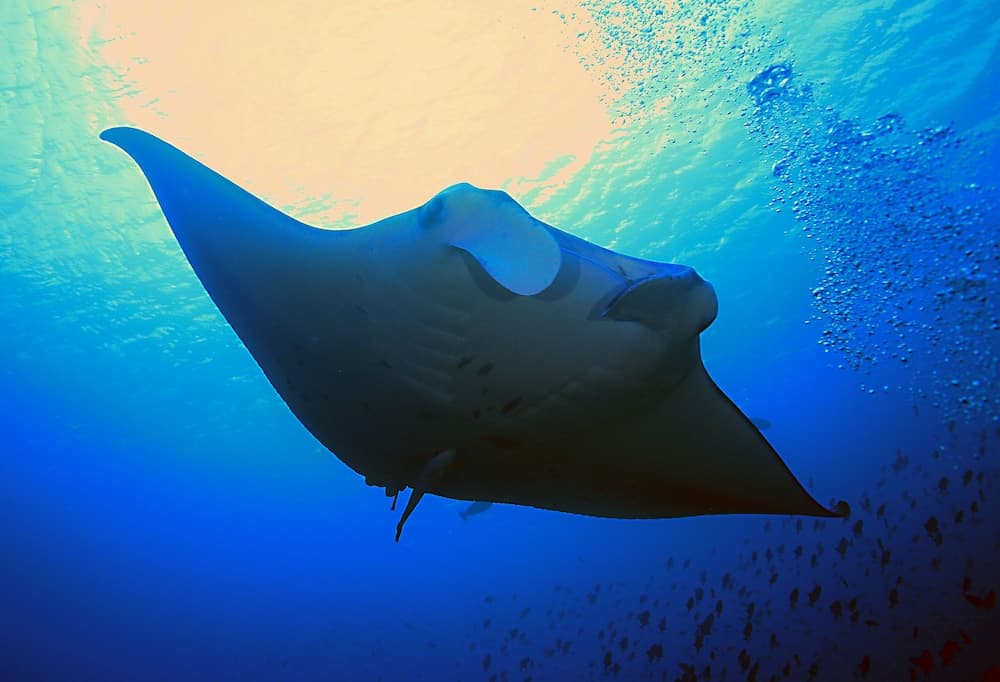 Jerrys Dive Lodge - View 6