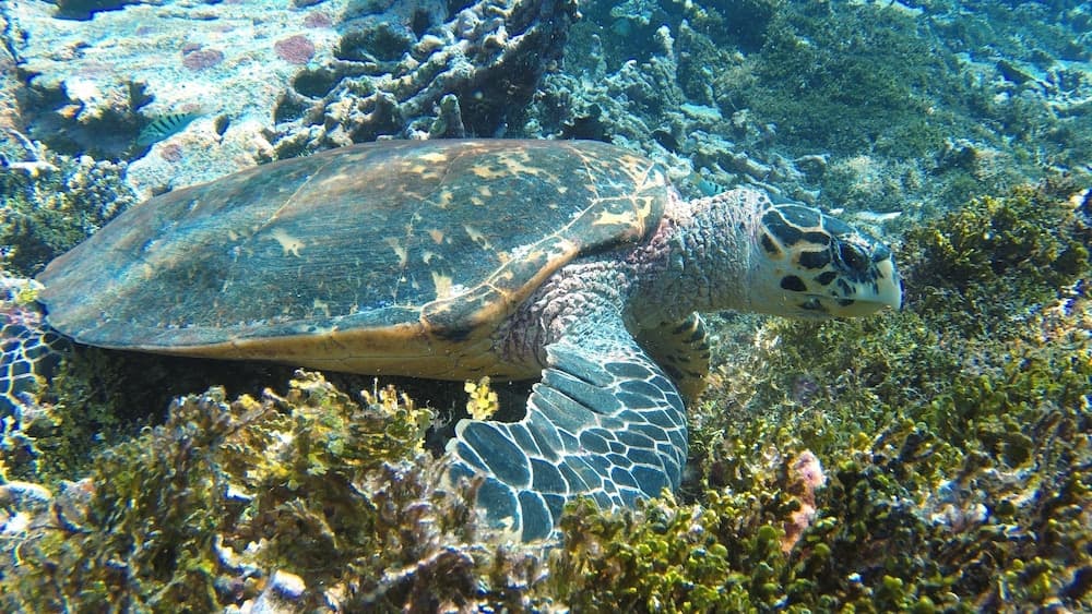 Sea Star Diving - View 14