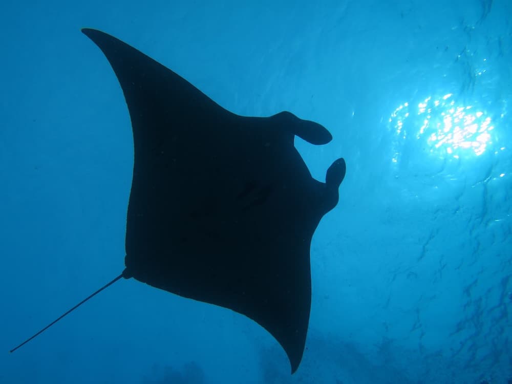 South Ari Dive Center - View 52