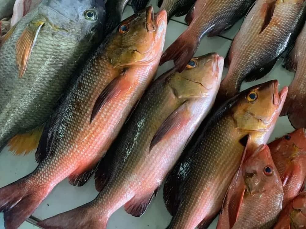 SORENZO Maldives - View 38