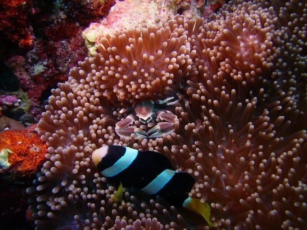 Riveli Retreat at Mathiveri Maldives - View 22