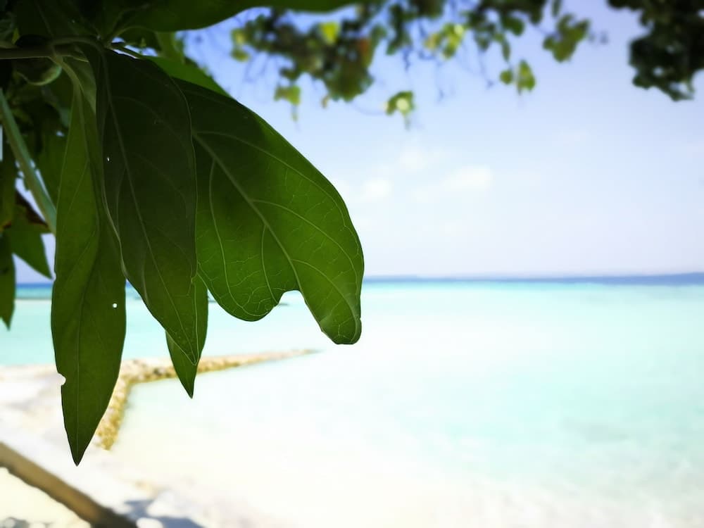 Gangehi Island Resort - View 27