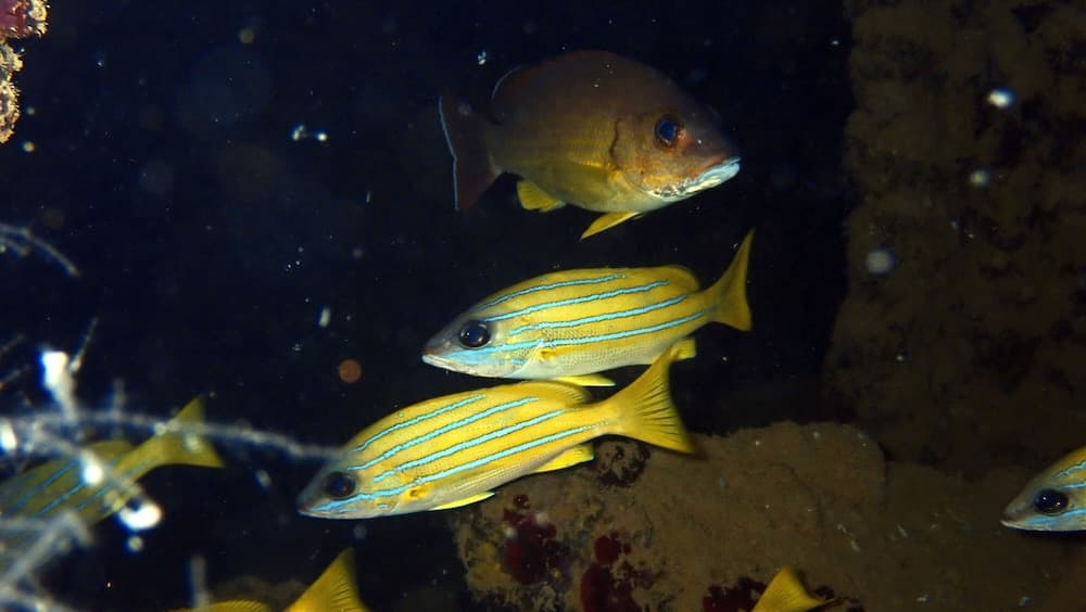 Sea Star Diving - View 5